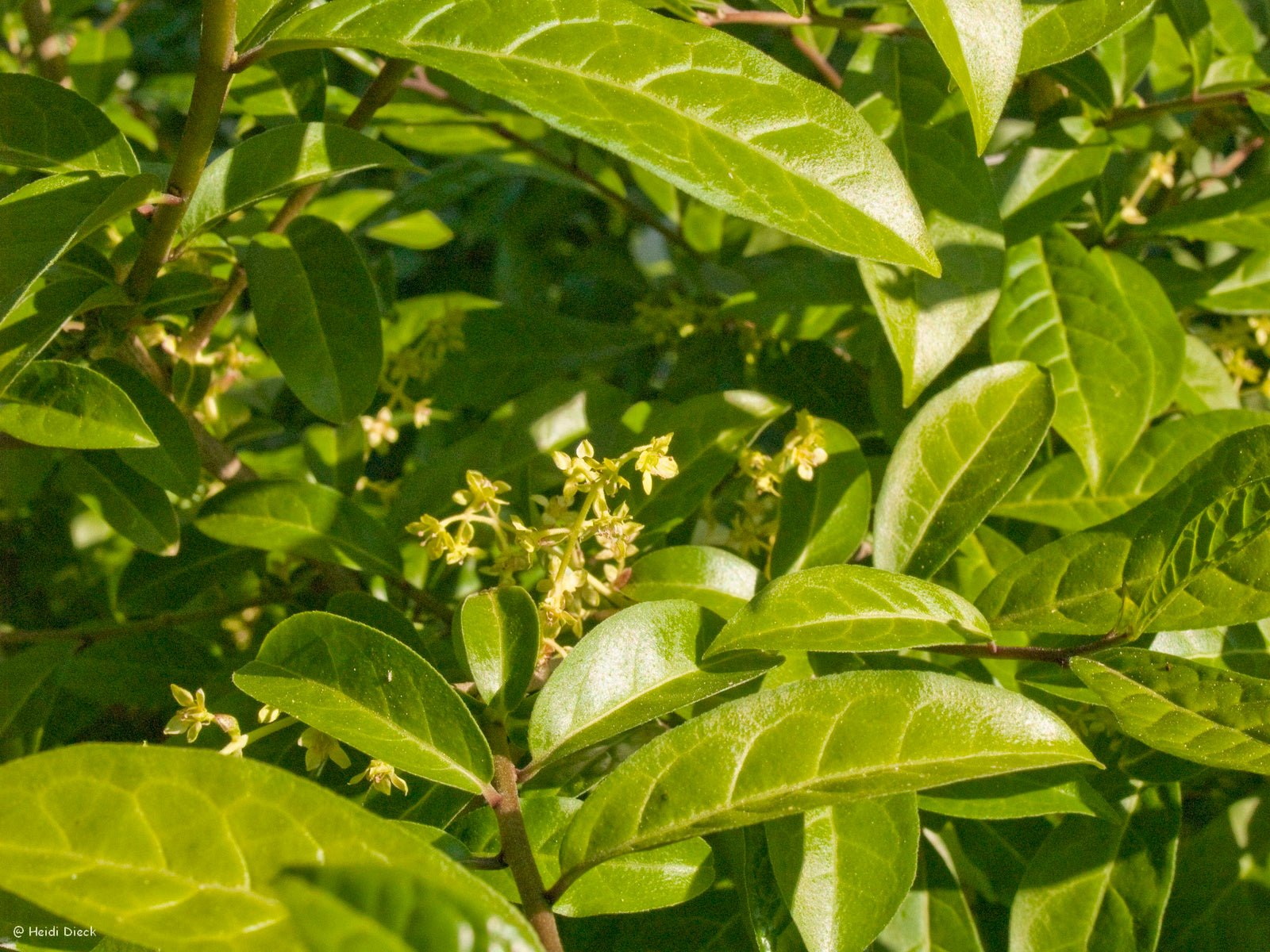 Orixa japonica - Herrenkamper Gärten - Pflanzenraritäten