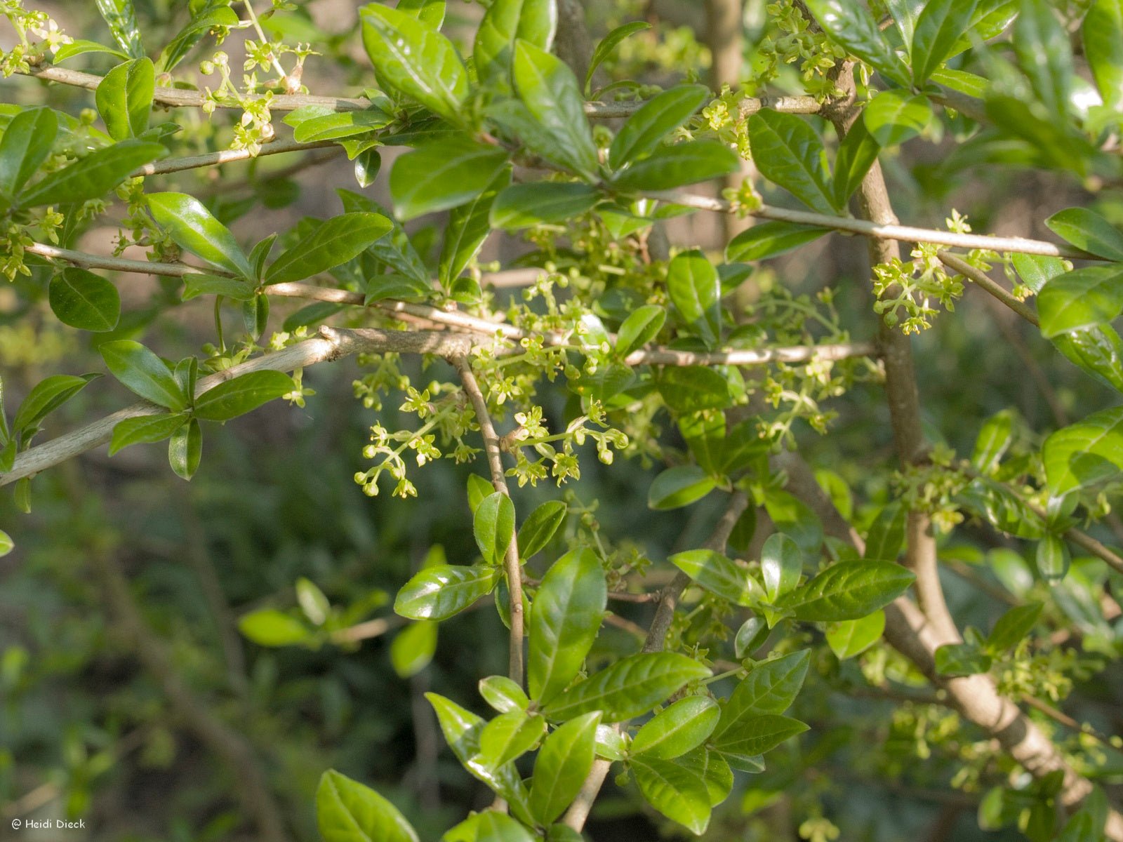 Orixa japonica - Herrenkamper Gärten - Pflanzenraritäten