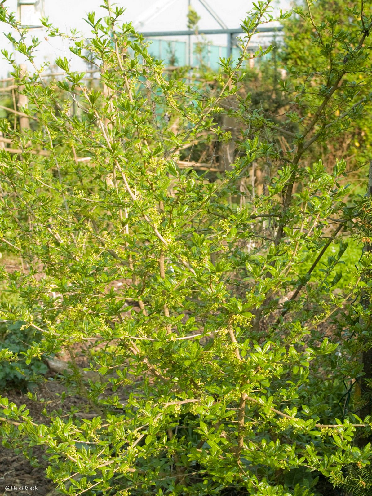 Orixa japonica - Herrenkamper Gärten - Pflanzenraritäten