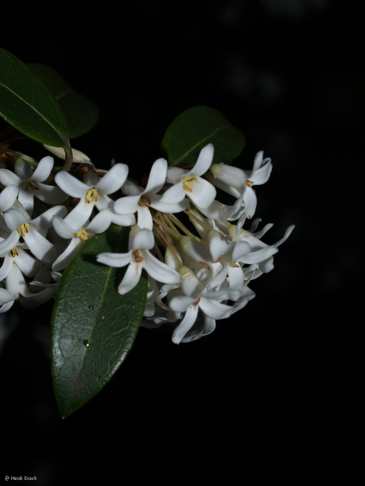 Osmanthus burkwoodii (x) - Herrenkamper Gärten - Pflanzenraritäten
