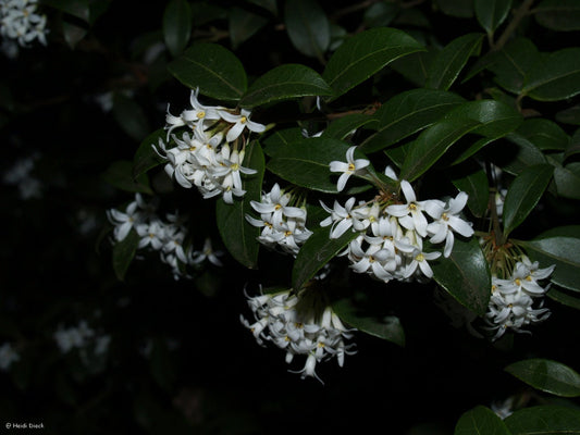 Osmanthus burkwoodii (x) - Herrenkamper Gärten - Pflanzenraritäten