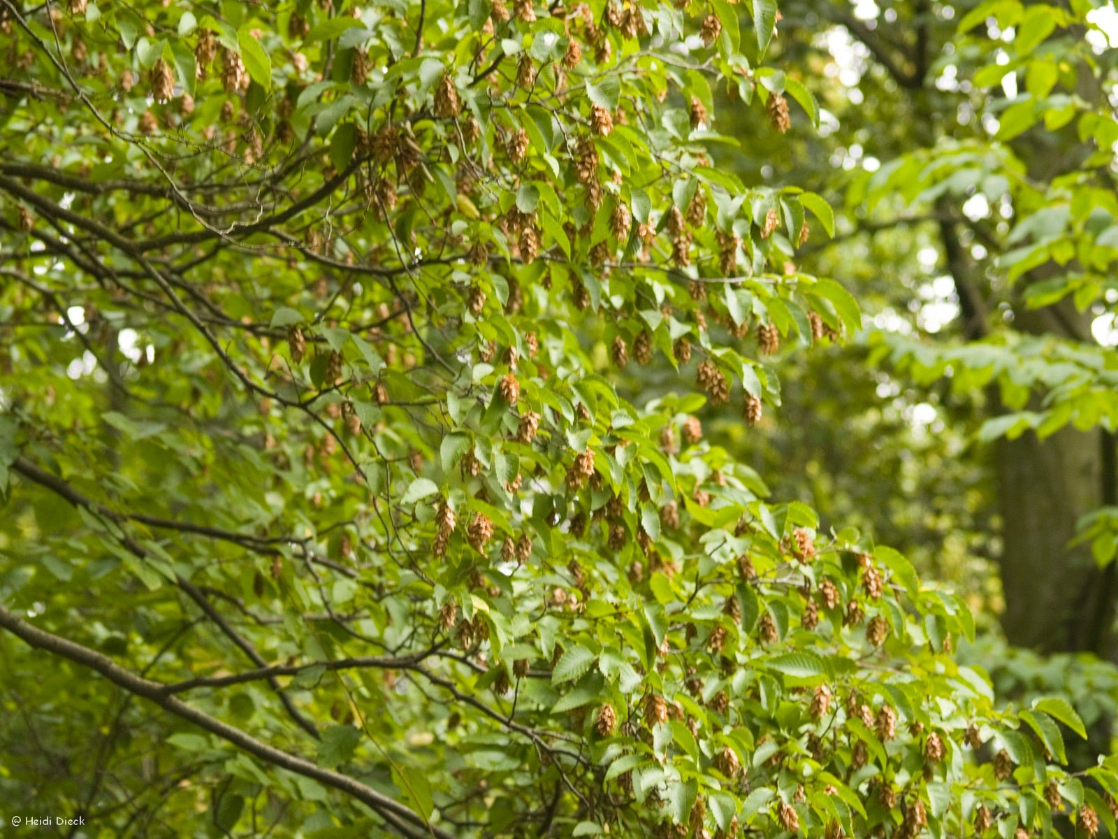 Ostrya carpinifolia - Herrenkamper Gärten - Pflanzenraritäten