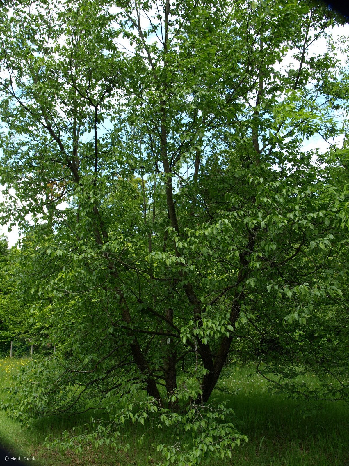 Ostrya carpinifolia - Herrenkamper Gärten - Pflanzenraritäten
