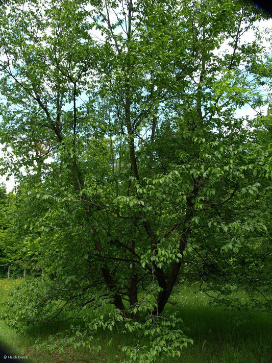 Ostrya carpinifolia - Herrenkamper Gärten - Pflanzenraritäten