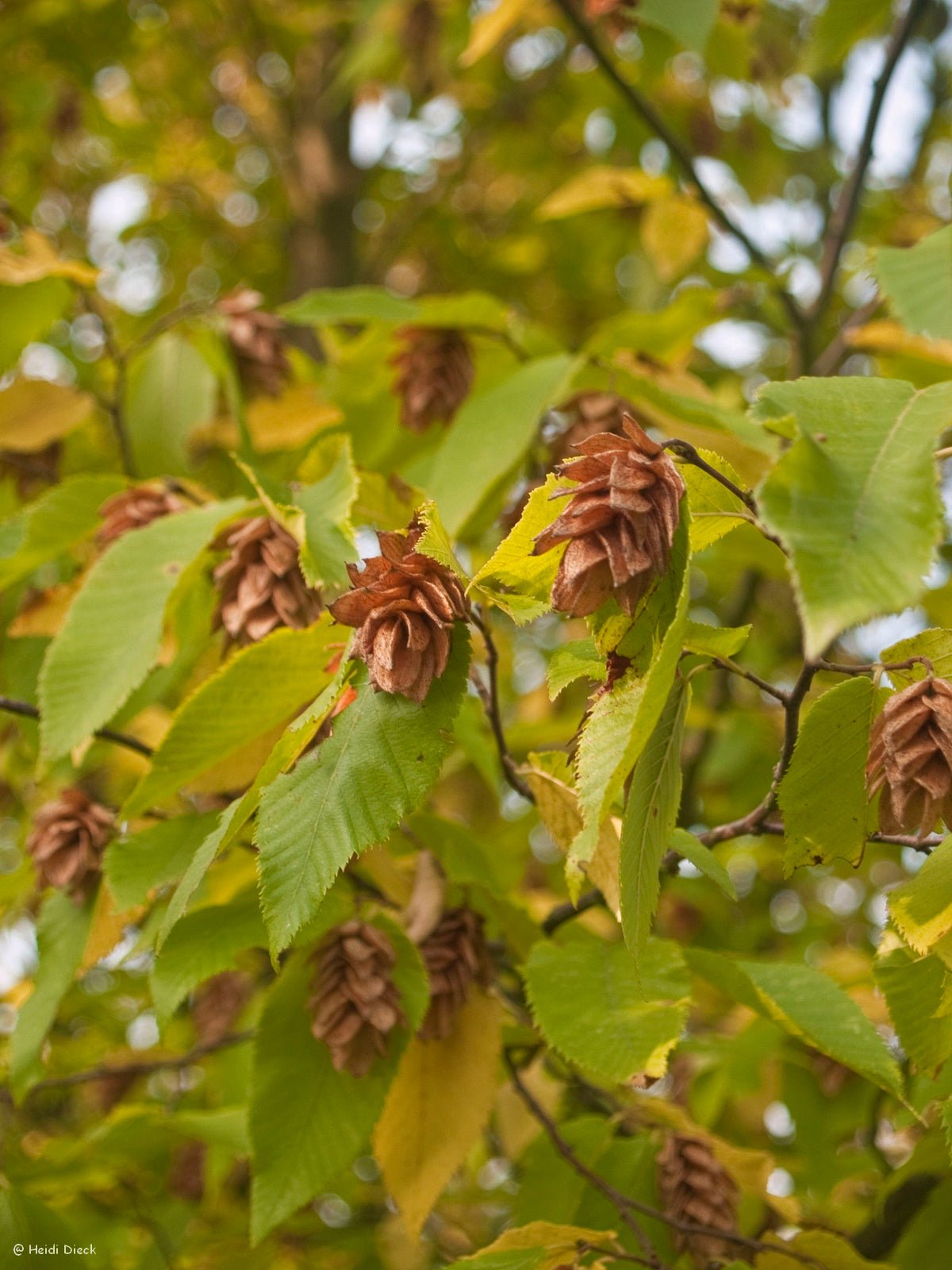 Ostrya carpinifolia - Herrenkamper Gärten - Pflanzenraritäten