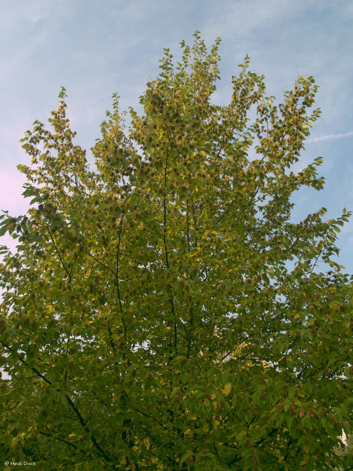 Ostrya carpinifolia - Herrenkamper Gärten - Pflanzenraritäten