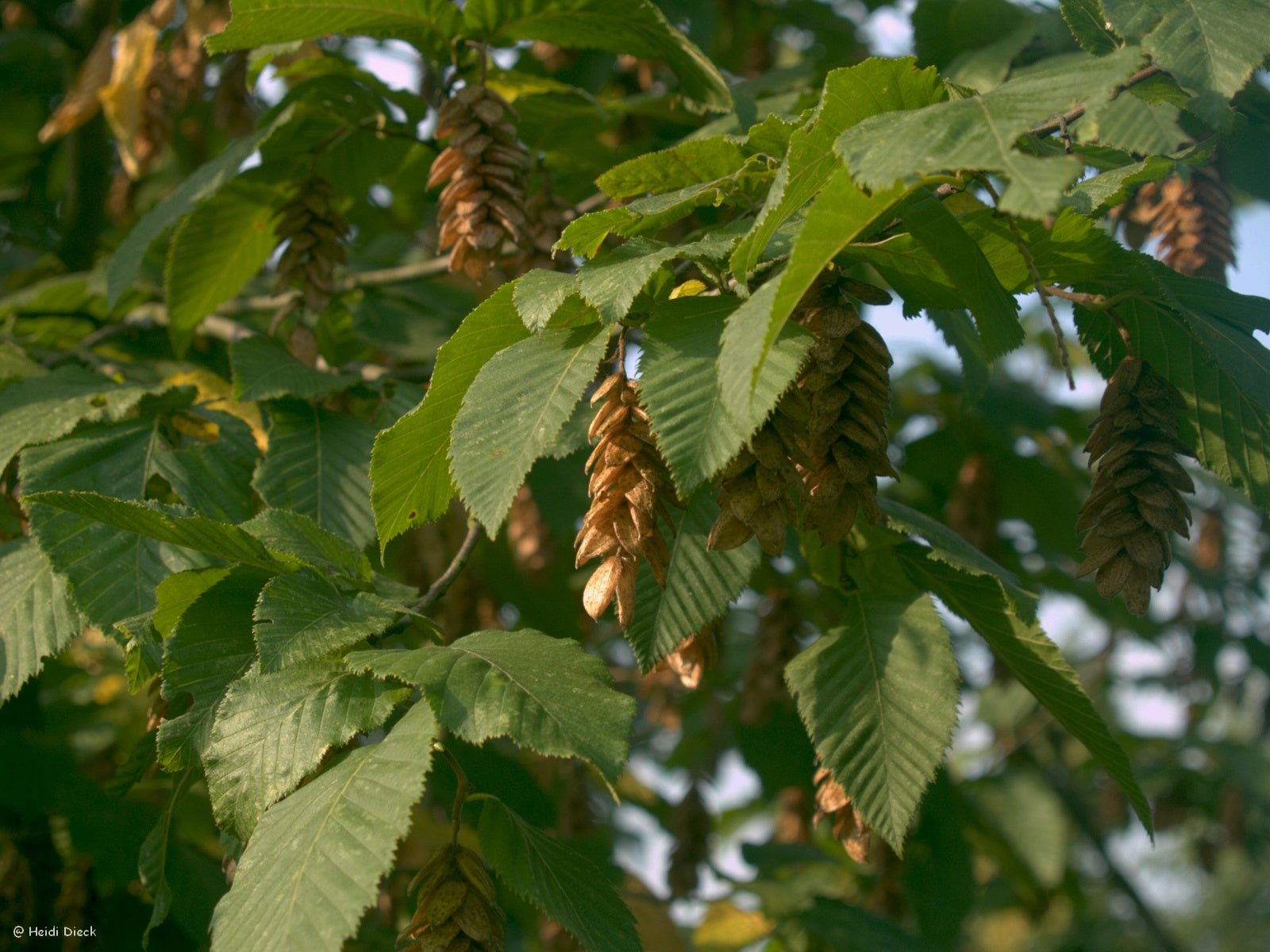 Ostrya carpinifolia - Herrenkamper Gärten - Pflanzenraritäten
