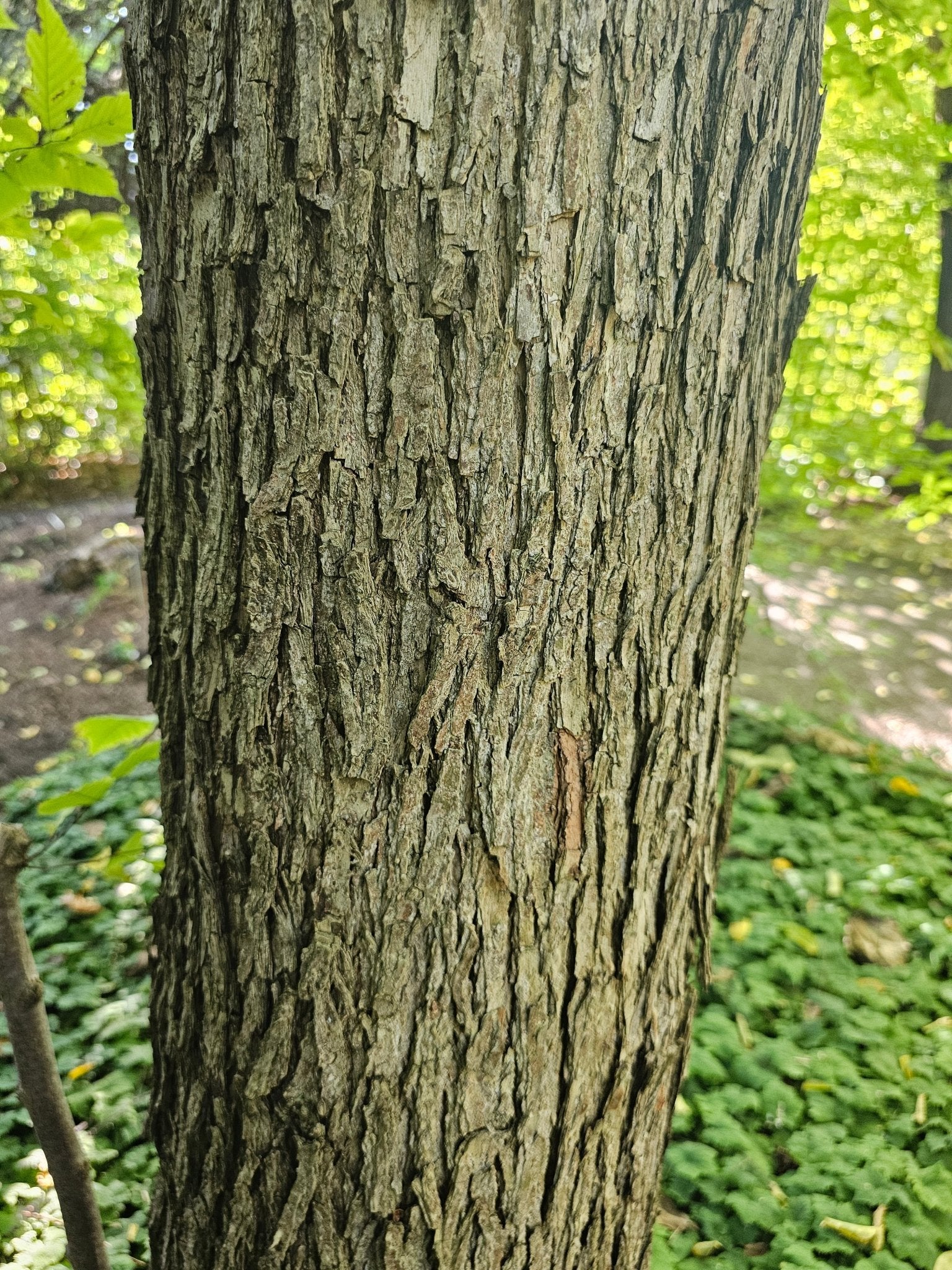 Ostrya virginiana - Herrenkamper Gärten - Pflanzenraritäten
