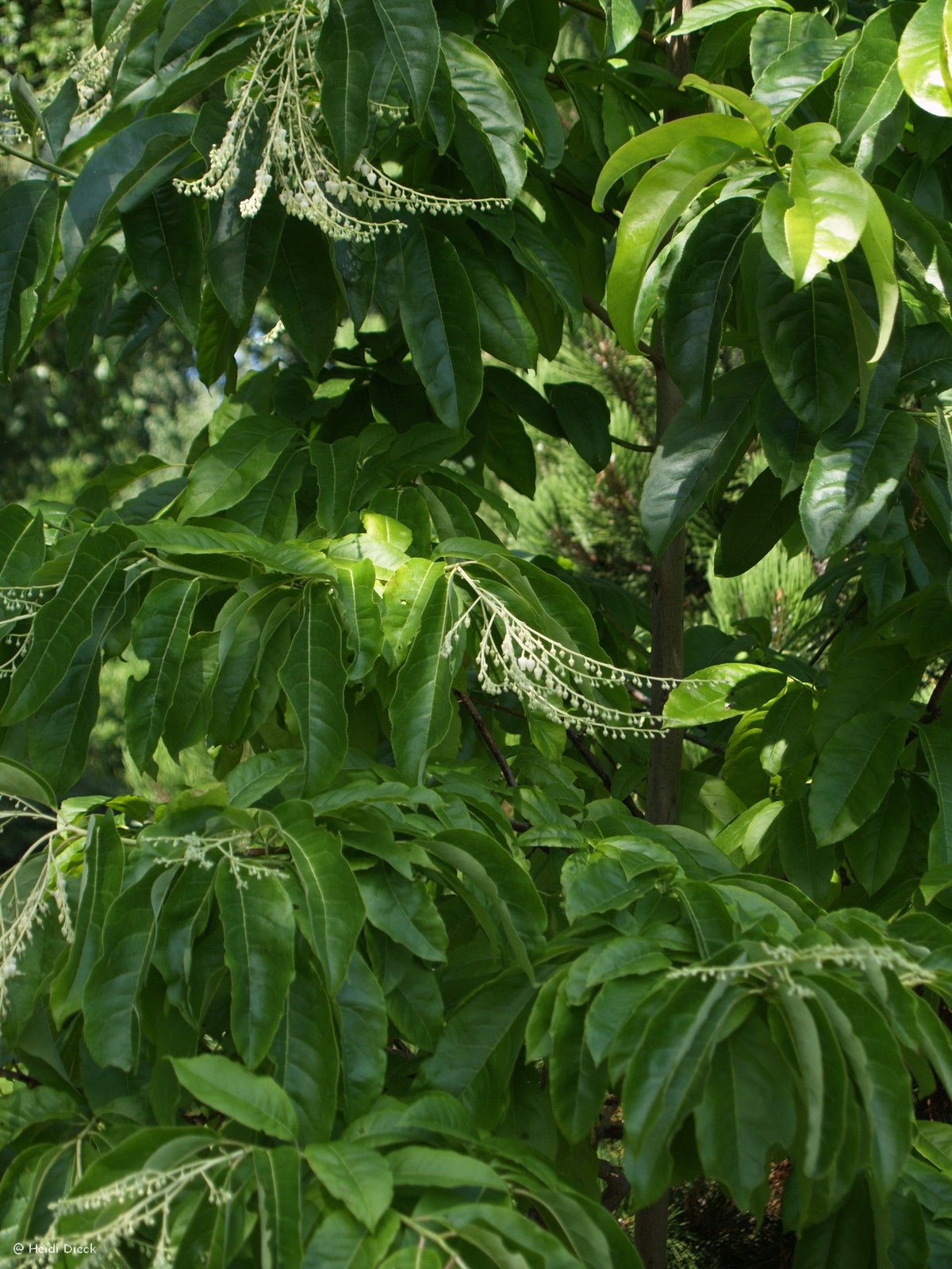 Oxydendron arboreum - Herrenkamper Gärten - Pflanzenraritäten
