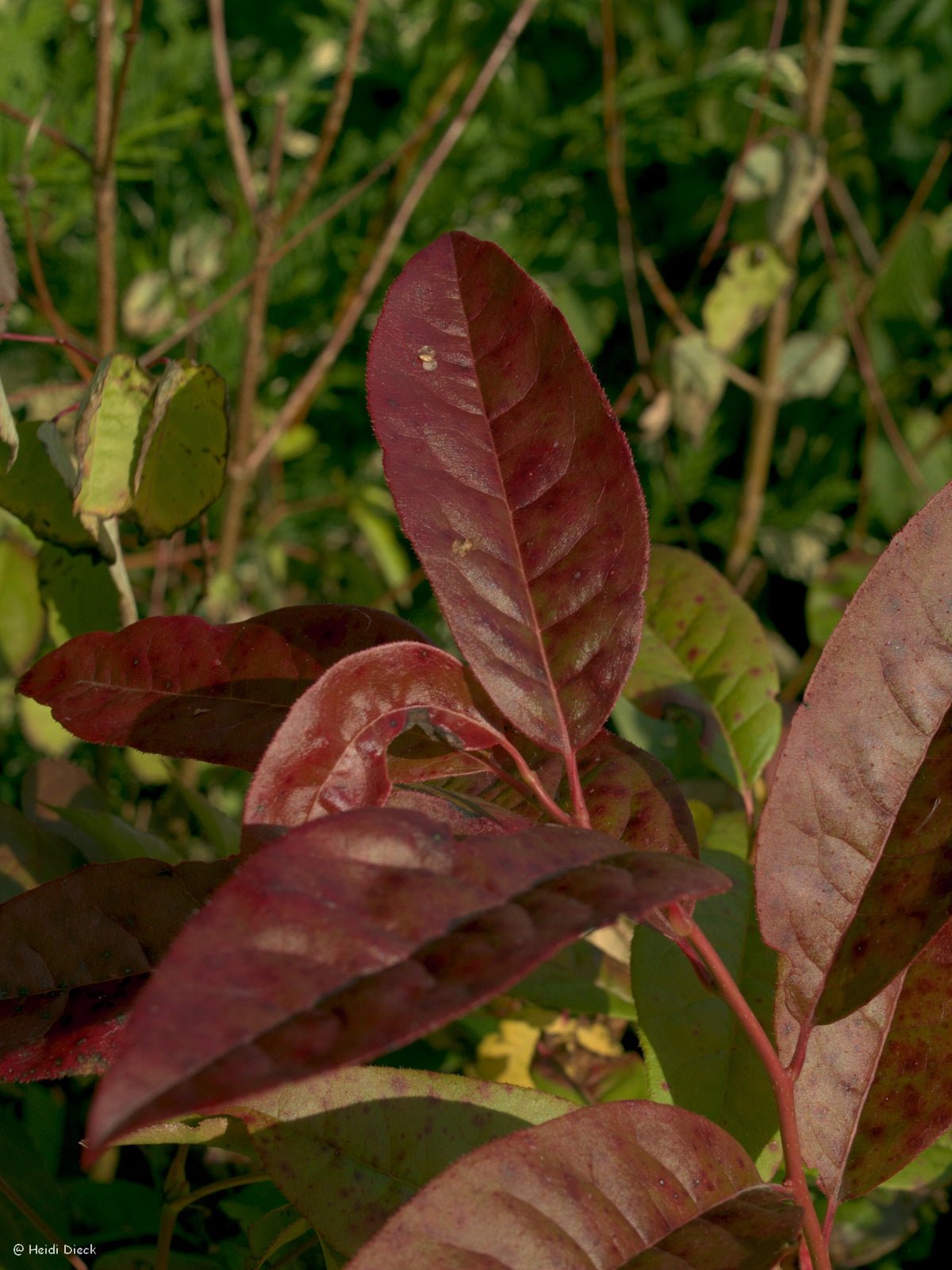 Oxydendron arboreum - Herrenkamper Gärten - Pflanzenraritäten