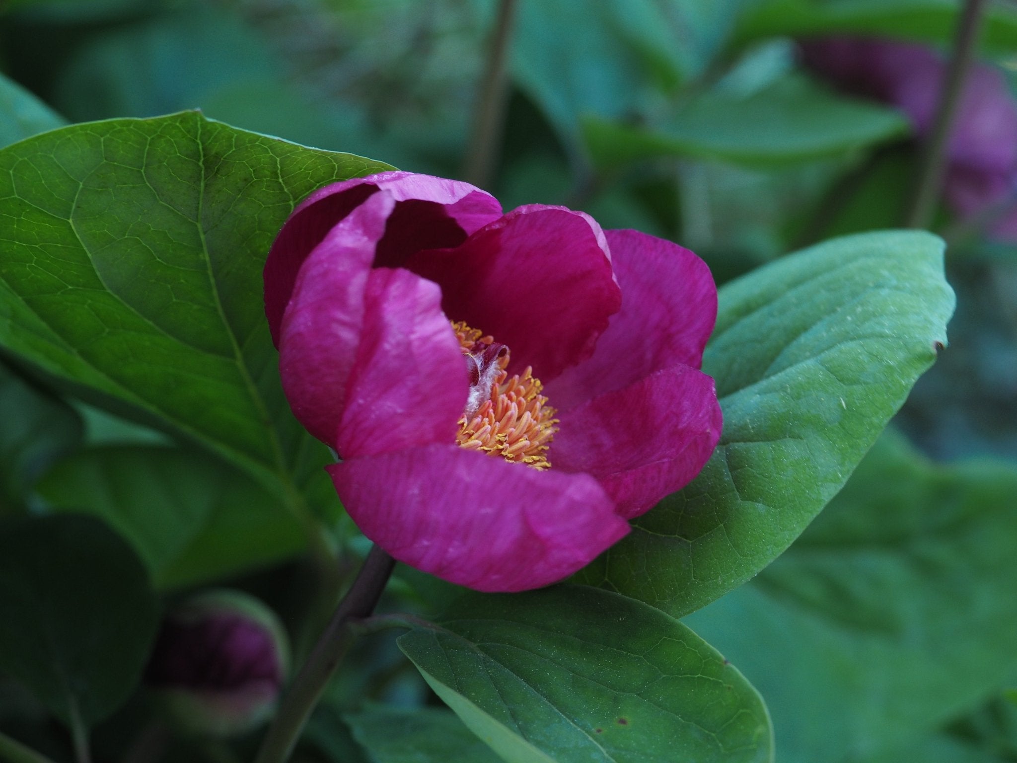 Paeonia daurica subsp. lagodechiana - Herrenkamper Gärten - Pflanzenraritäten