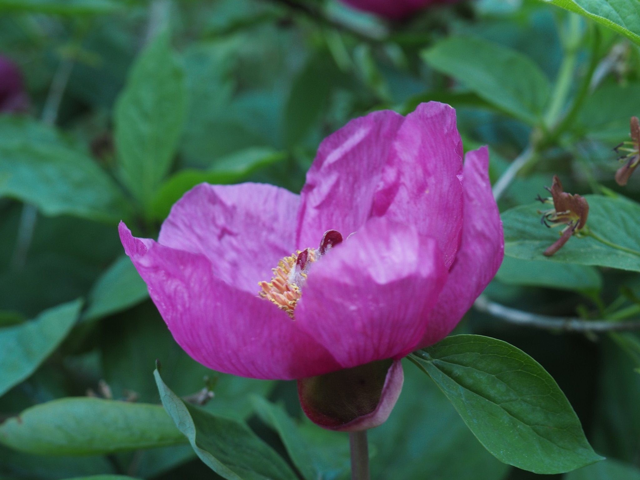 Paeonia daurica subsp. lagodechiana - Herrenkamper Gärten - Pflanzenraritäten