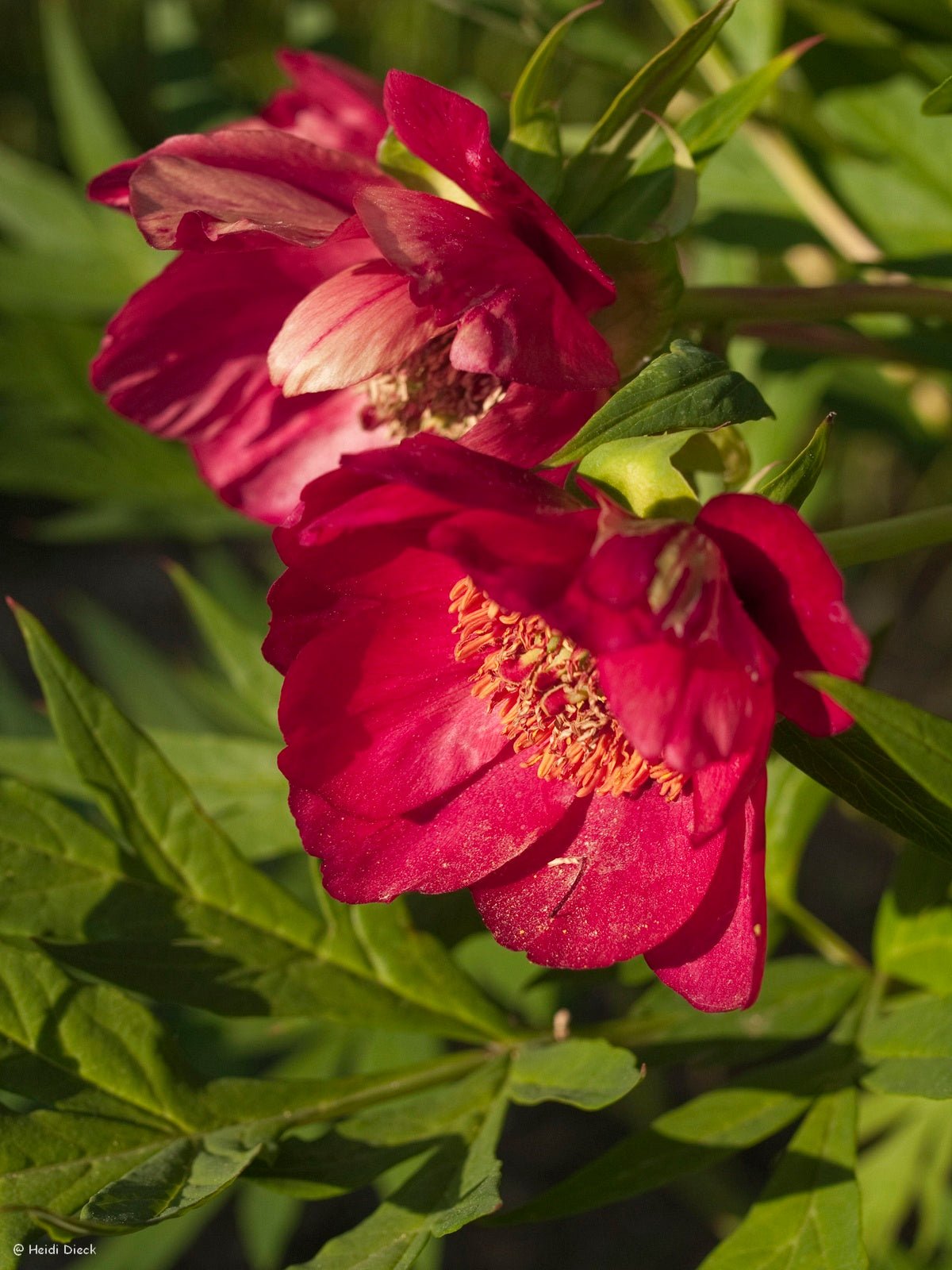 Paeonia delavayi - Herrenkamper Gärten - Pflanzenraritäten