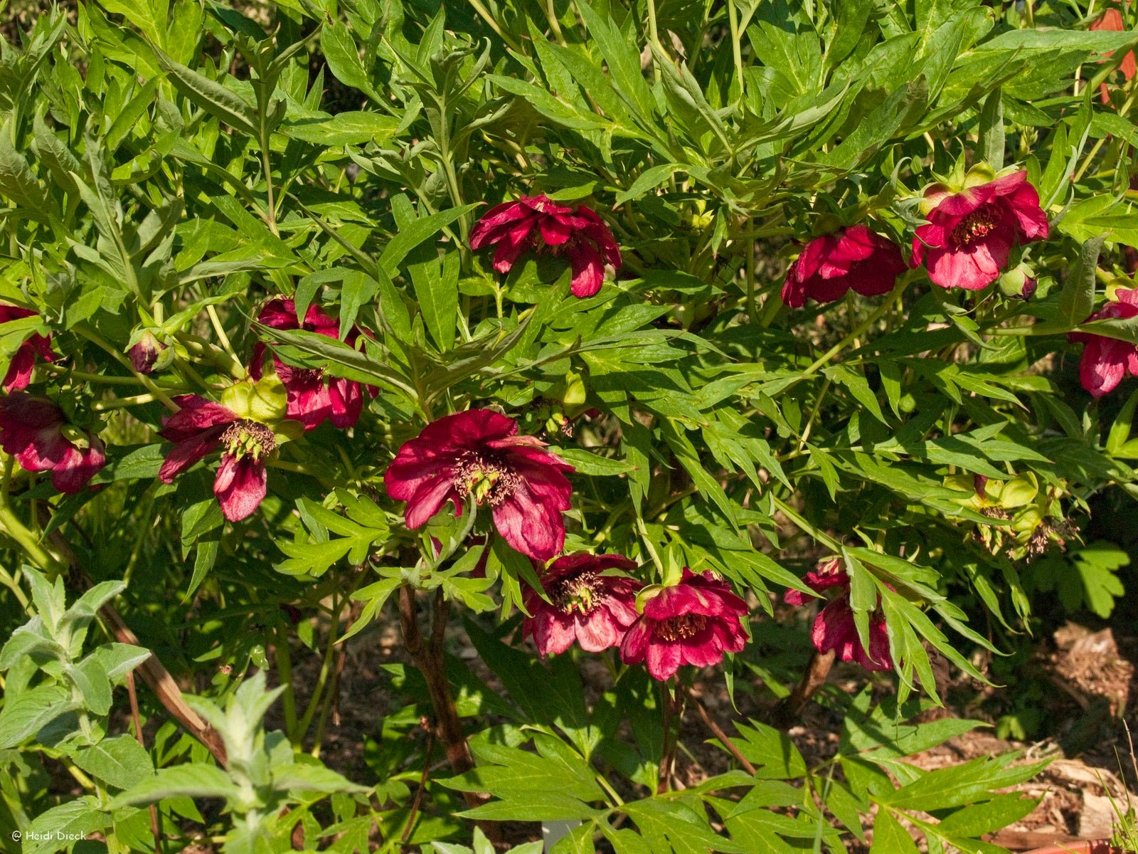 Paeonia delavayi - Herrenkamper Gärten - Pflanzenraritäten