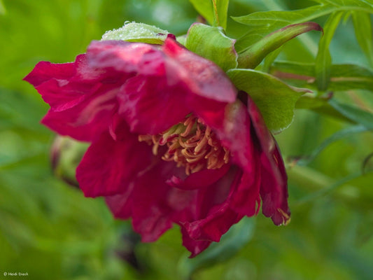 Paeonia delavayi - Herrenkamper Gärten - Pflanzenraritäten