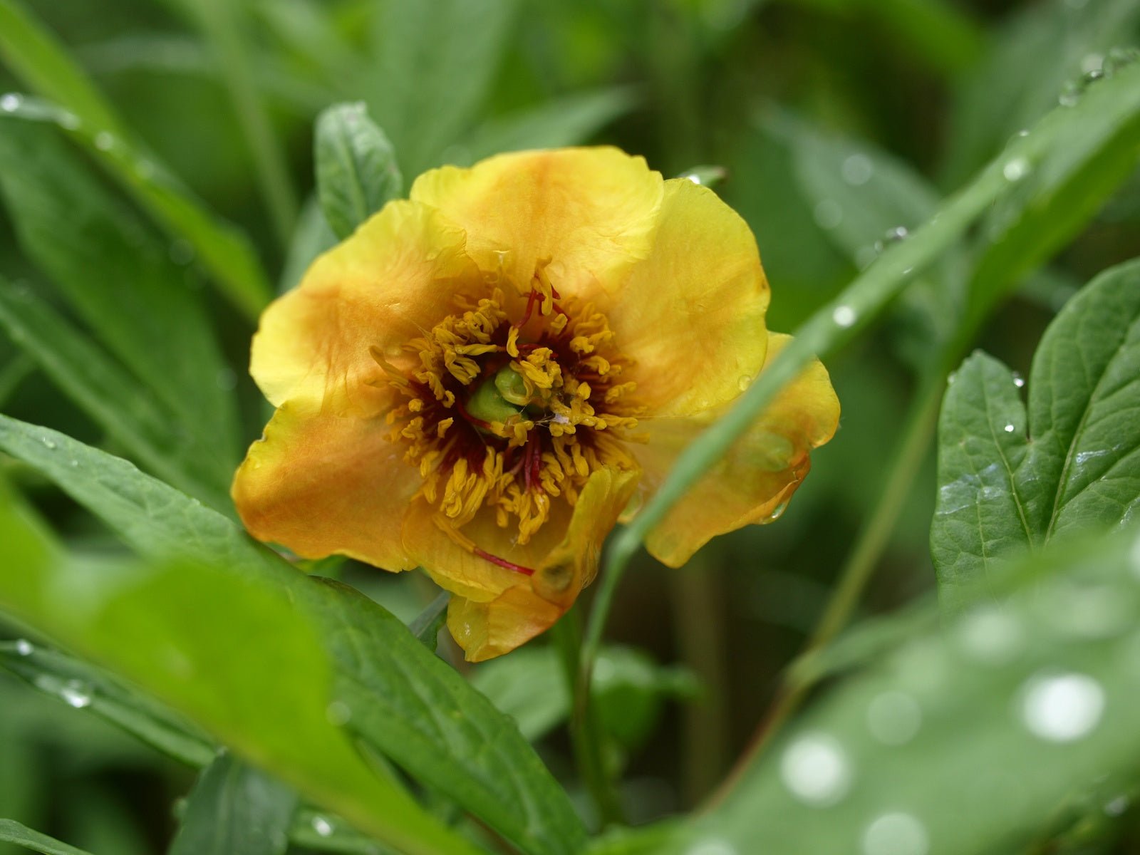 Paeonia delavayi var. trollioides - Herrenkamper Gärten - Pflanzenraritäten