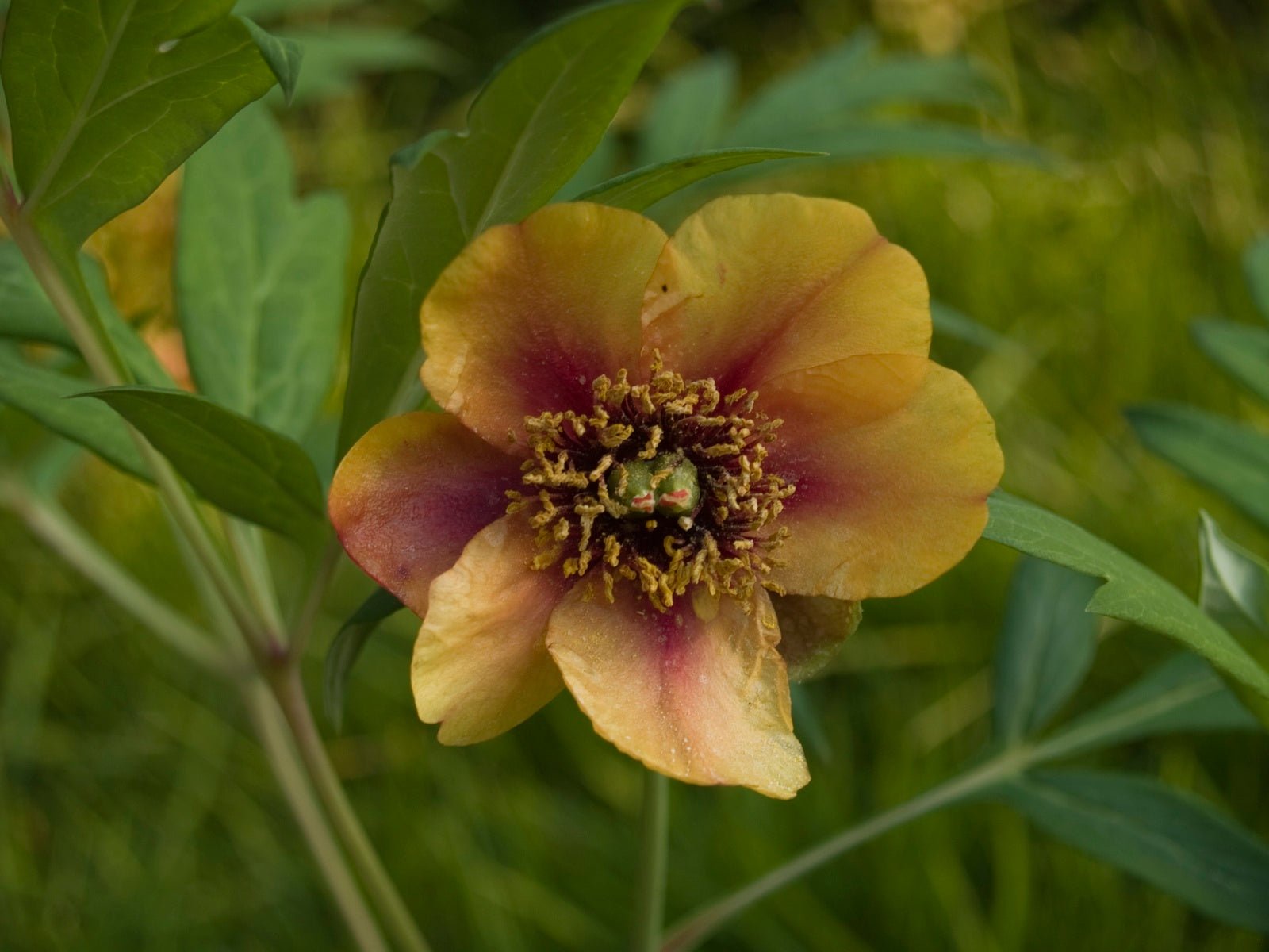 Paeonia delavayi var. trollioides - Herrenkamper Gärten - Pflanzenraritäten