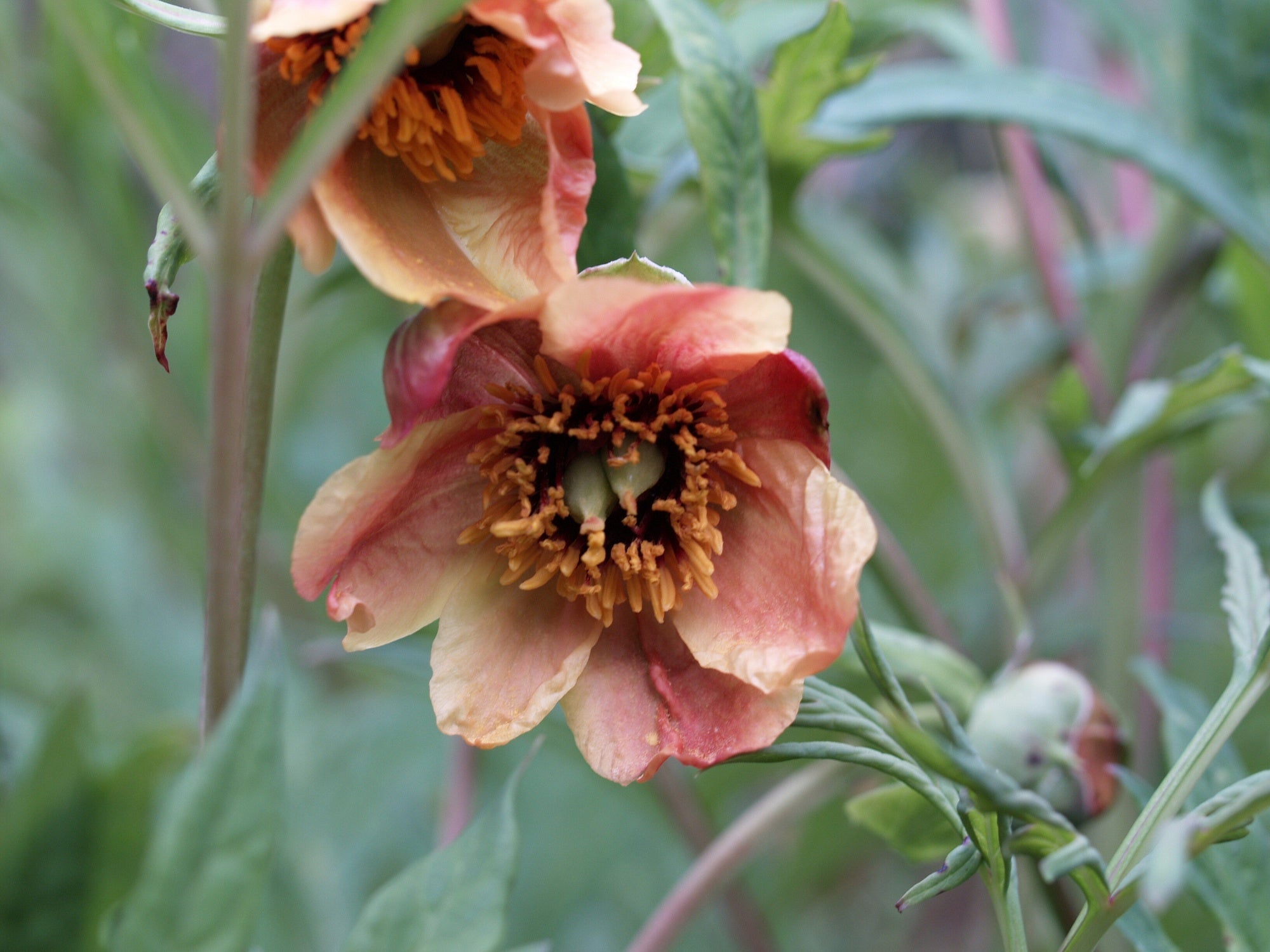 Paeonia delavayi var. trollioides - Herrenkamper Gärten - Pflanzenraritäten