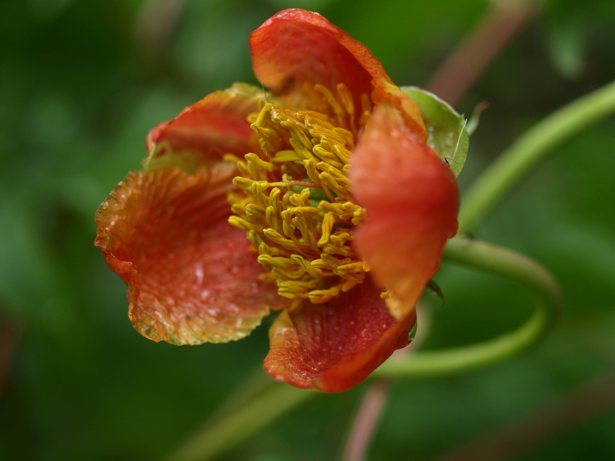 Paeonia delavayi var. trollioides - Herrenkamper Gärten - Pflanzenraritäten