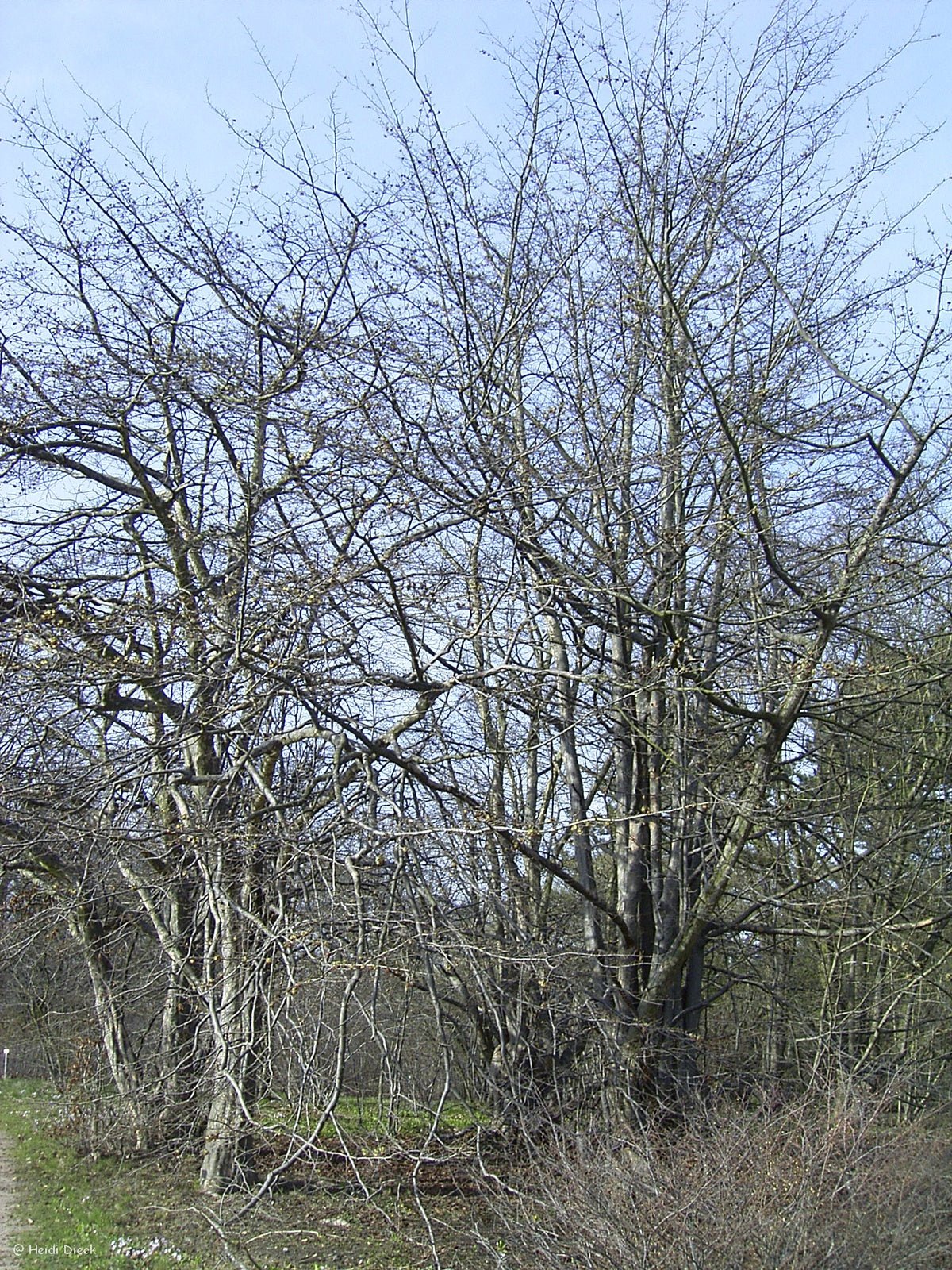 Parrotia persica - Herrenkamper Gärten - Pflanzenraritäten