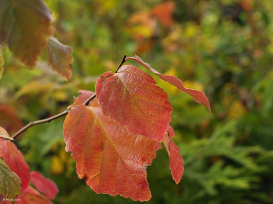 Parrotia persica - Herrenkamper Gärten - Pflanzenraritäten