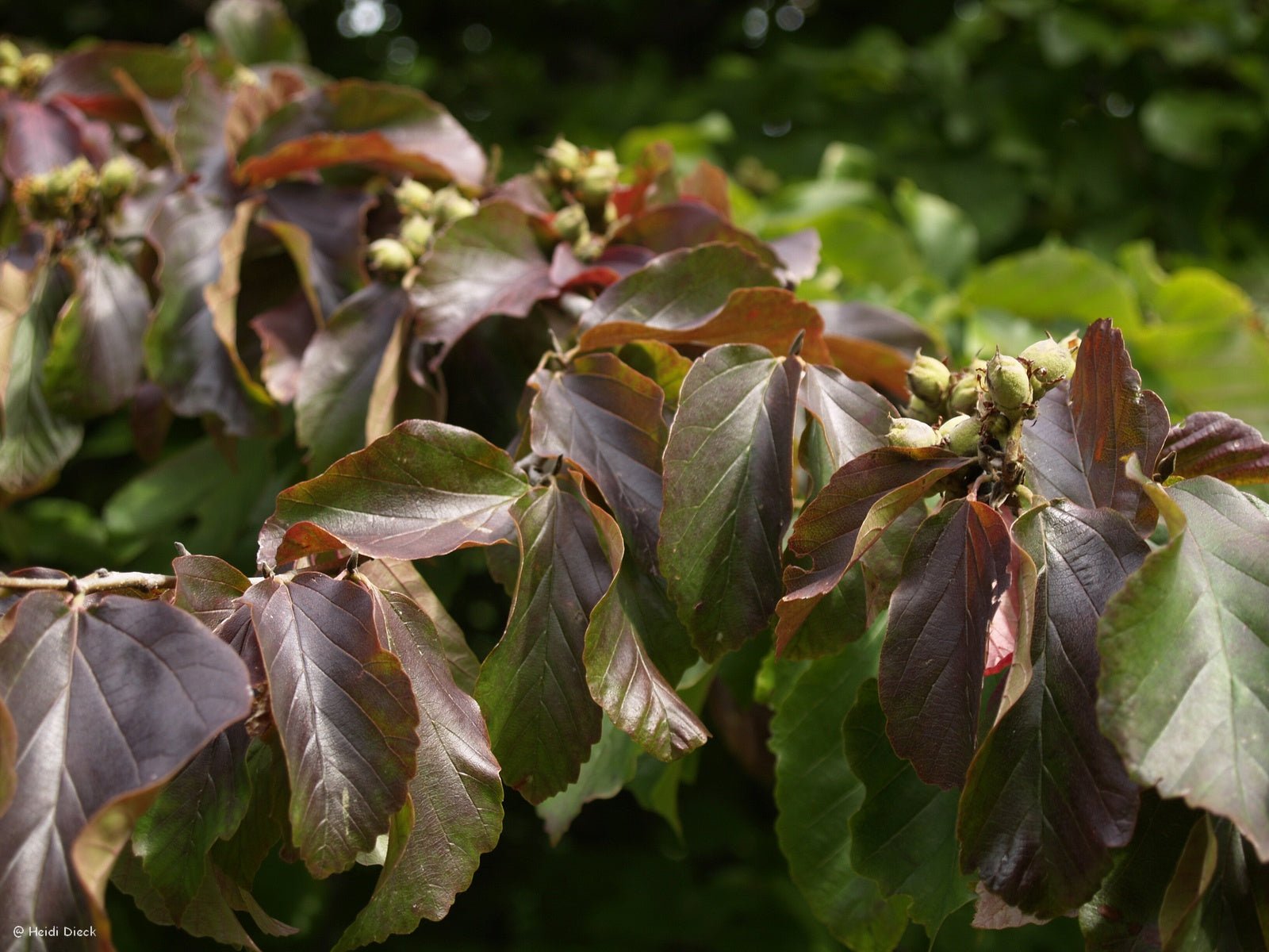 Parrotia persica - Herrenkamper Gärten - Pflanzenraritäten