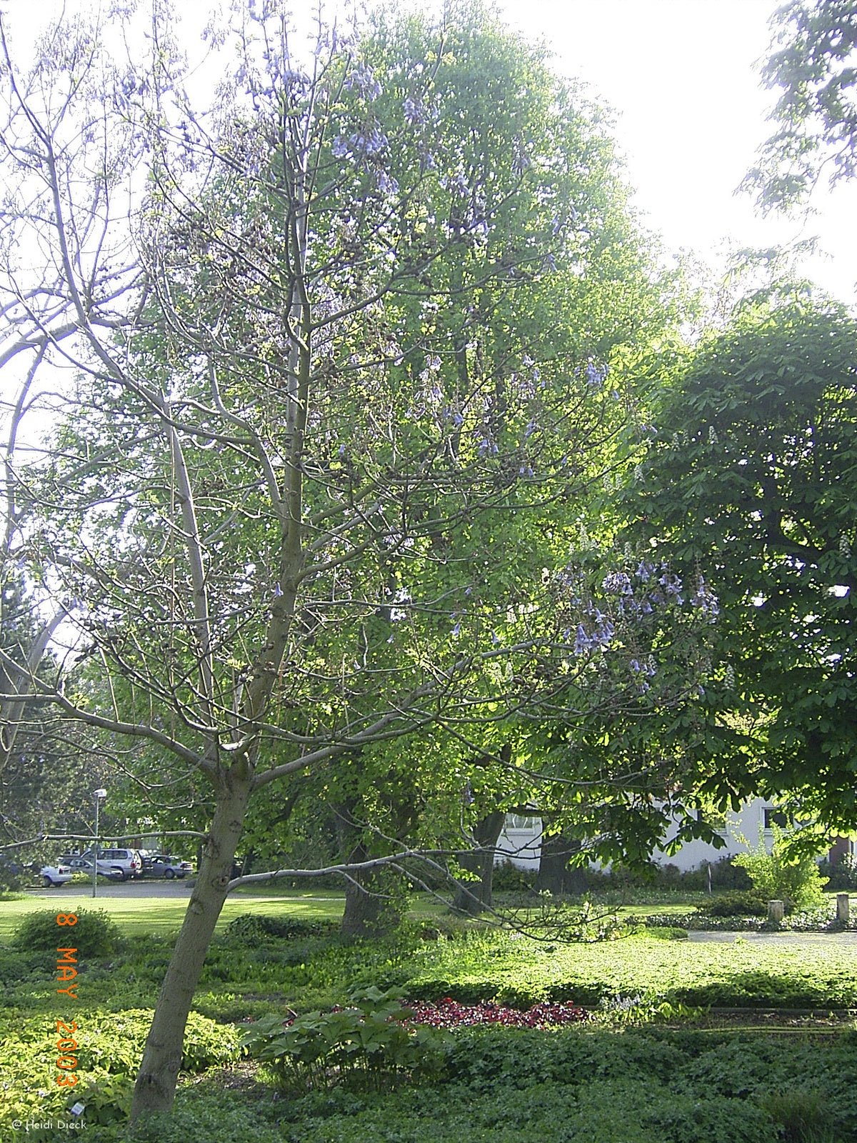 Paulownia tomentosa - Herrenkamper Gärten - Pflanzenraritäten