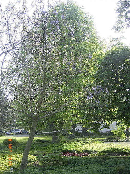 Paulownia tomentosa - Herrenkamper Gärten - Pflanzenraritäten