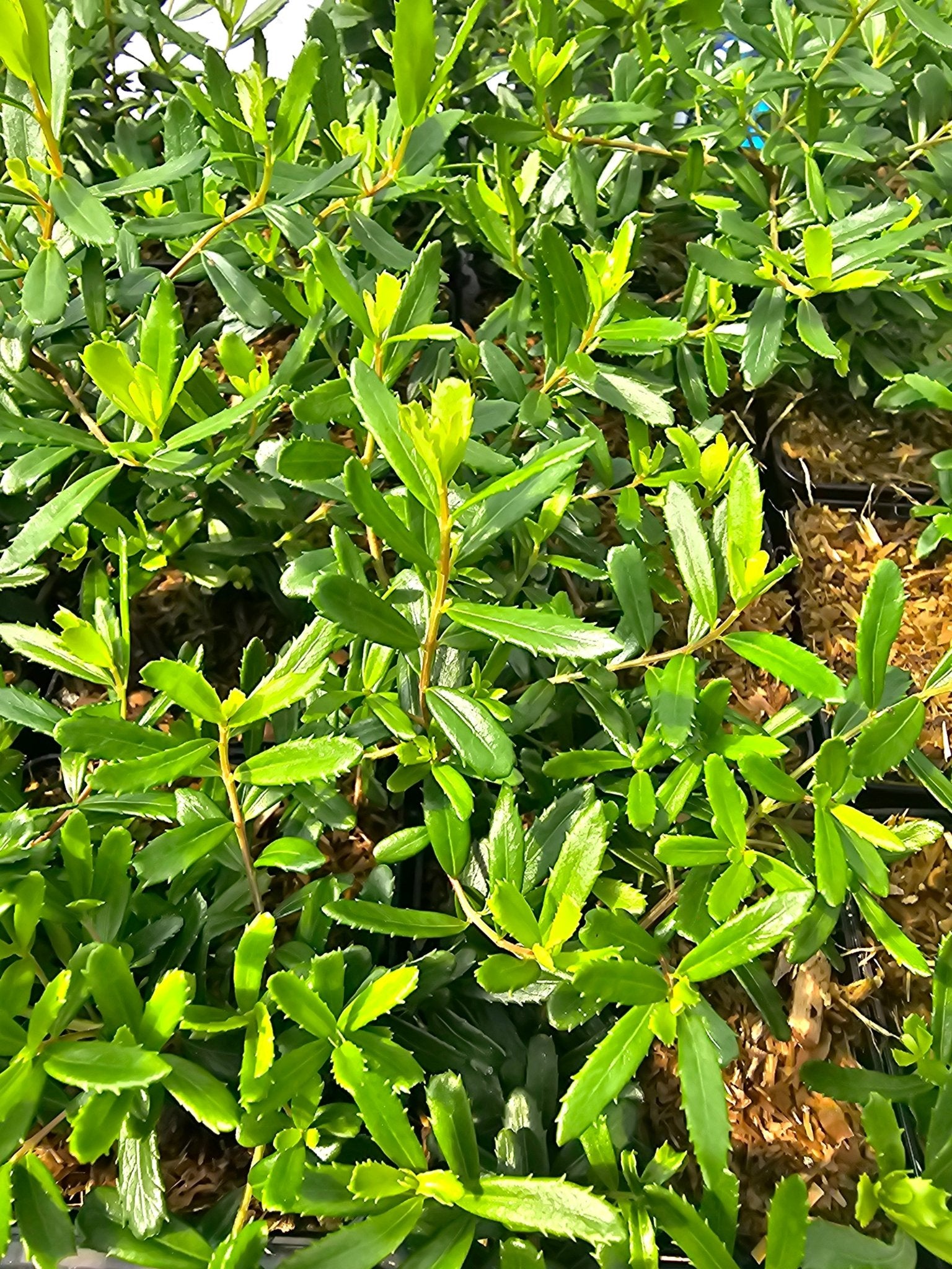 Paxistima canbyi - Herrenkamper Gärten - Pflanzenraritäten