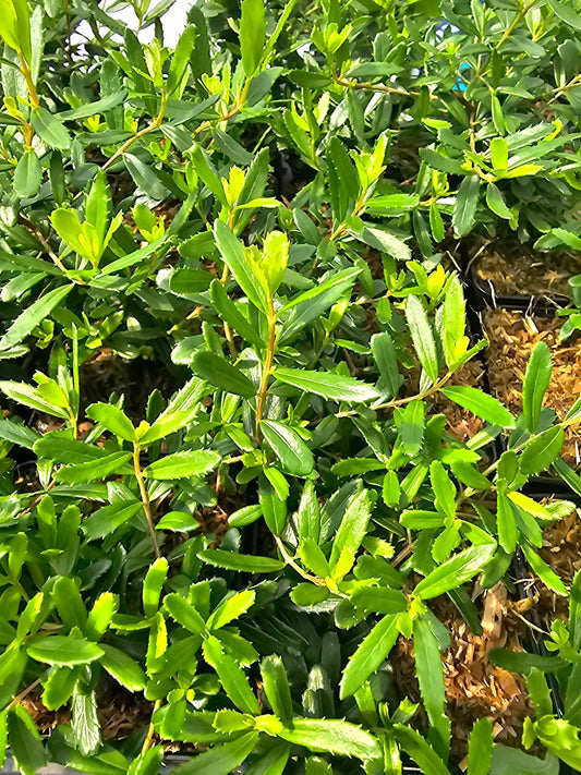 Paxistima canbyi - Herrenkamper Gärten - Pflanzenraritäten