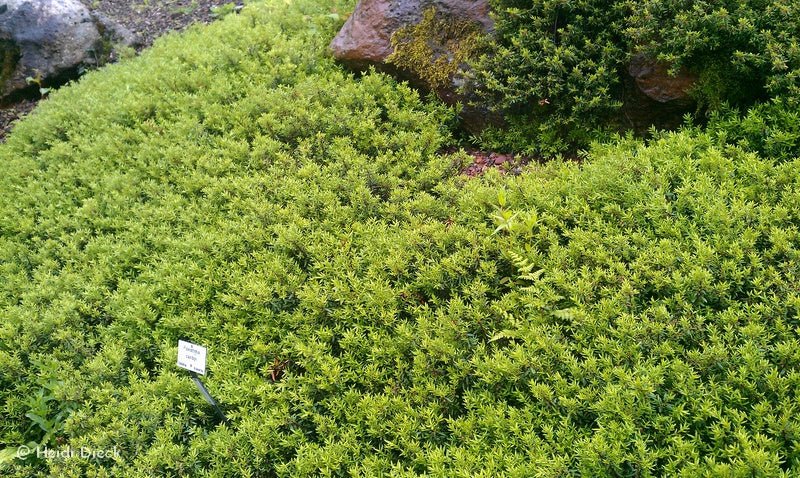 Paxistima canbyi - Herrenkamper Gärten - Pflanzenraritäten