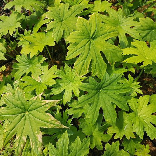 Peltoboykinia watanabei - Herrenkamper Gärten - Pflanzenraritäten