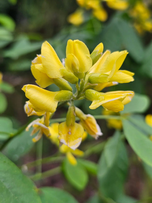 Petteria ramentacea - Herrenkamper Gärten - Pflanzenraritäten