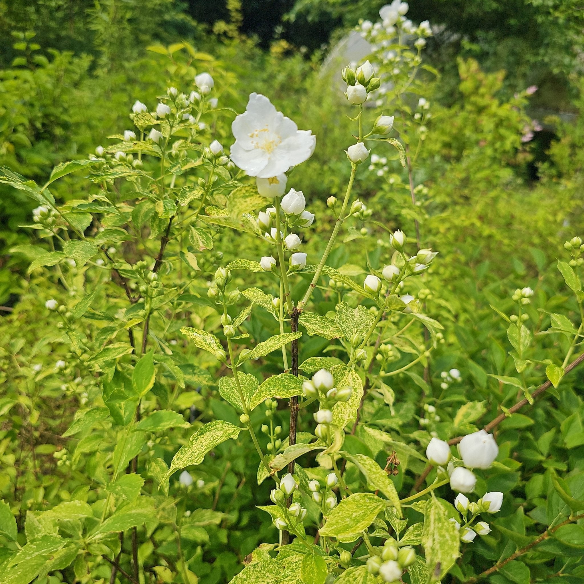 Philadelphus Lemoinei - Hybr. 'Innocence' - Herrenkamper Gärten - Pflanzenraritäten
