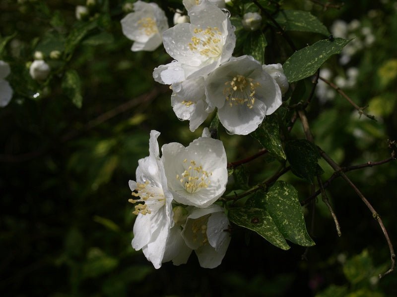 Philadelphus Lemoinei - Hybr. 'Innocence' - Herrenkamper Gärten - Pflanzenraritäten