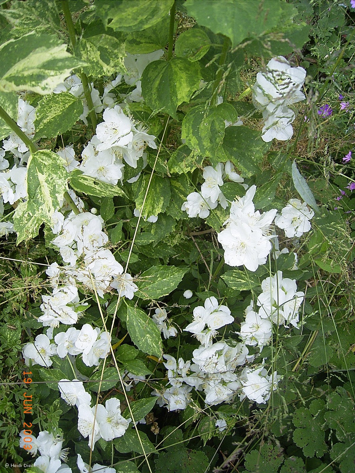 Philadelphus Lemoinei - Hybr. 'Innocence' - Herrenkamper Gärten - Pflanzenraritäten