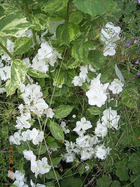 Philadelphus Lemoinei - Hybr. 'Innocence' - Herrenkamper Gärten - Pflanzenraritäten