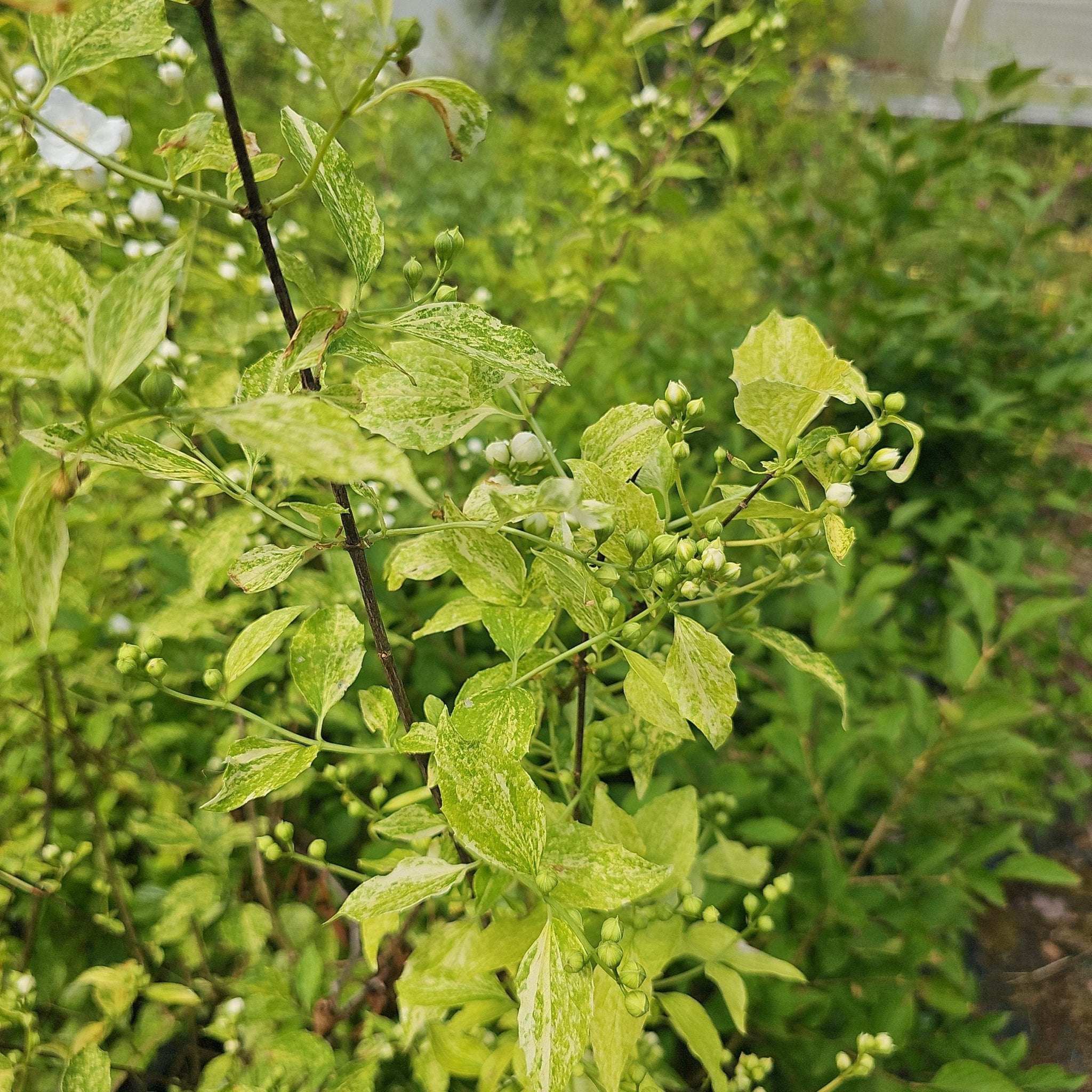 Philadelphus Lemoinei - Hybr. 'Innocence' - Herrenkamper Gärten - Pflanzenraritäten