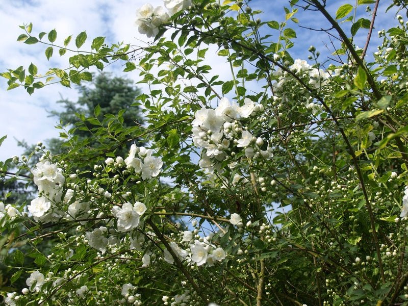 Philadelphus Lemoinei - Hybr. 'Innocence' - Herrenkamper Gärten - Pflanzenraritäten