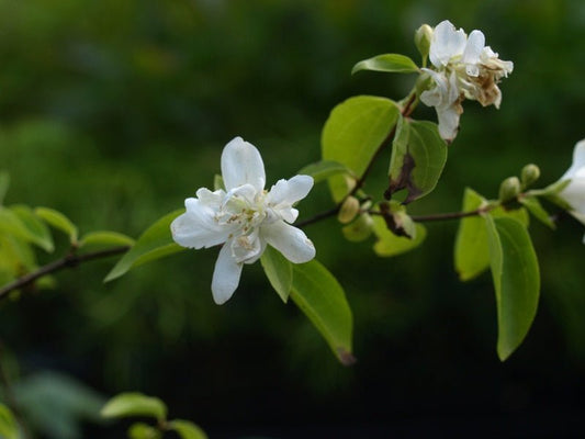 Philadelphus lewisii 'Double Form' - Herrenkamper Gärten - Pflanzenraritäten
