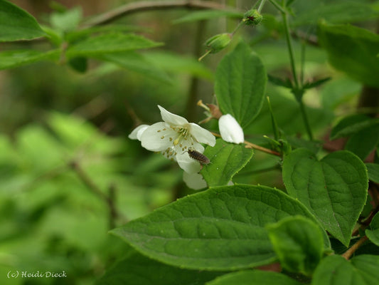 Philadelphus satsumanus - Herrenkamper Gärten - Pflanzenraritäten