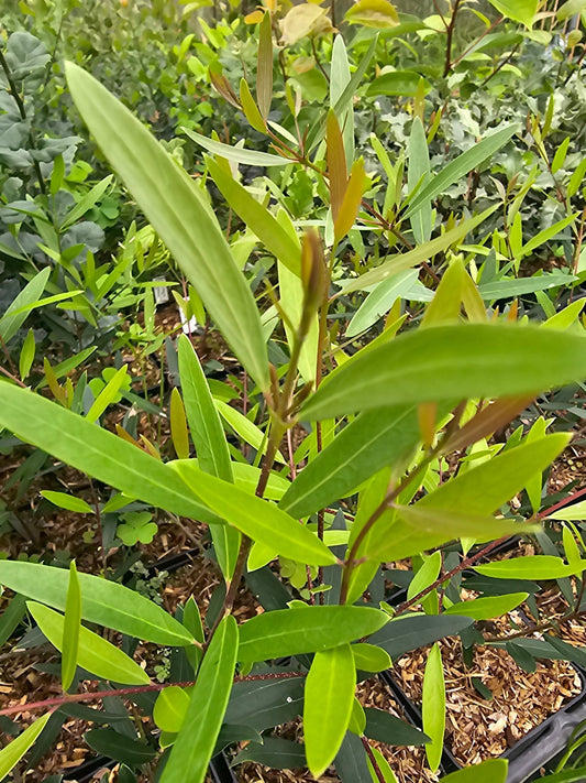Phillyrea angustifolia var.rosmarinifolia - Herrenkamper Gärten - Pflanzenraritäten