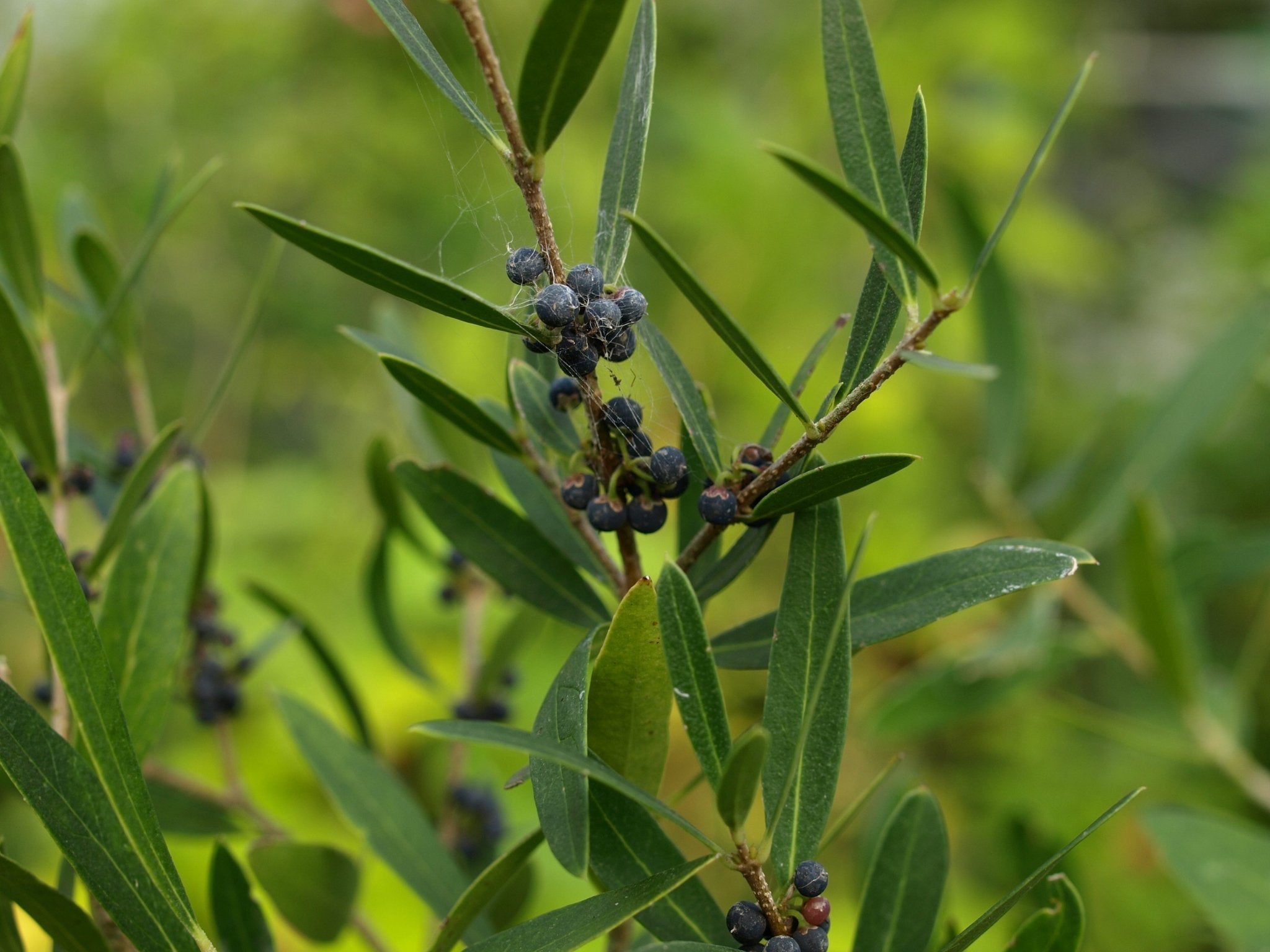 Phillyrea angustifolia var.rosmarinifolia - Herrenkamper Gärten - Pflanzenraritäten