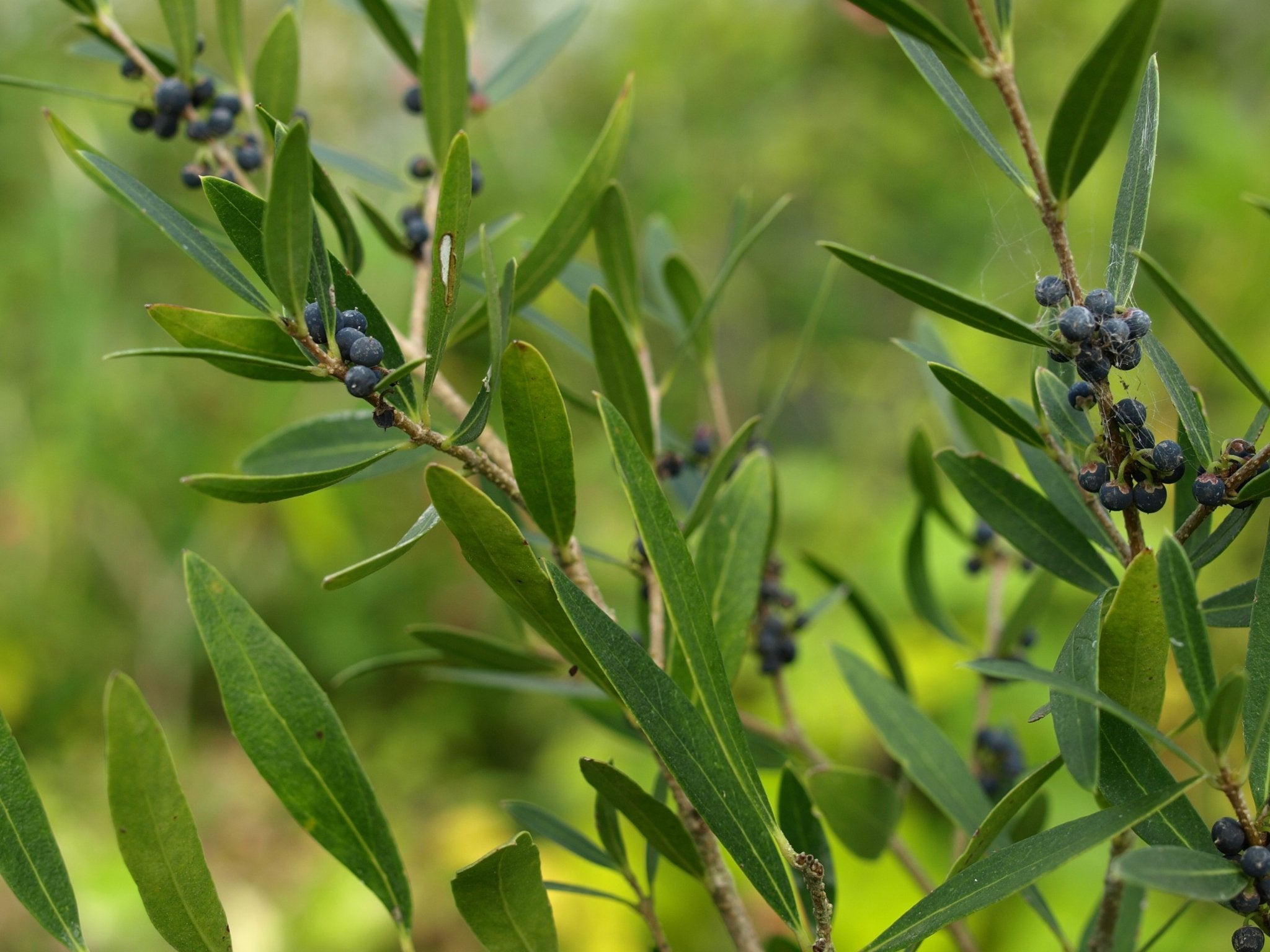 Phillyrea angustifolia var.rosmarinifolia - Herrenkamper Gärten - Pflanzenraritäten