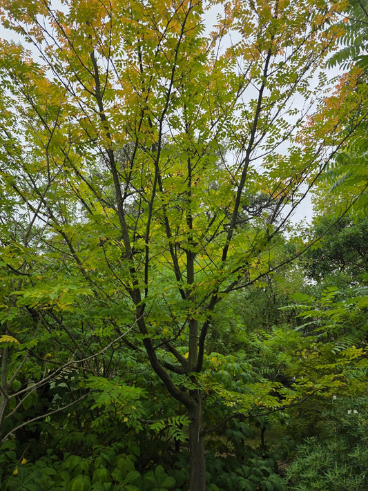 Picrasma quassioides - Herrenkamper Gärten - Pflanzenraritäten