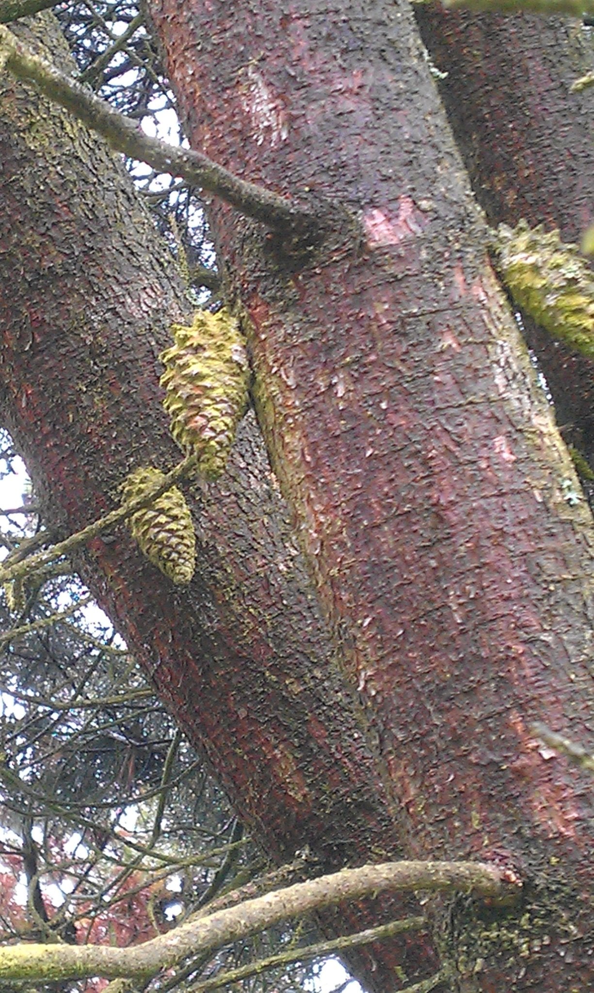 Pinus attenuata (syn. Pinus tuberculata) - Herrenkamper Gärten - Pflanzenraritäten