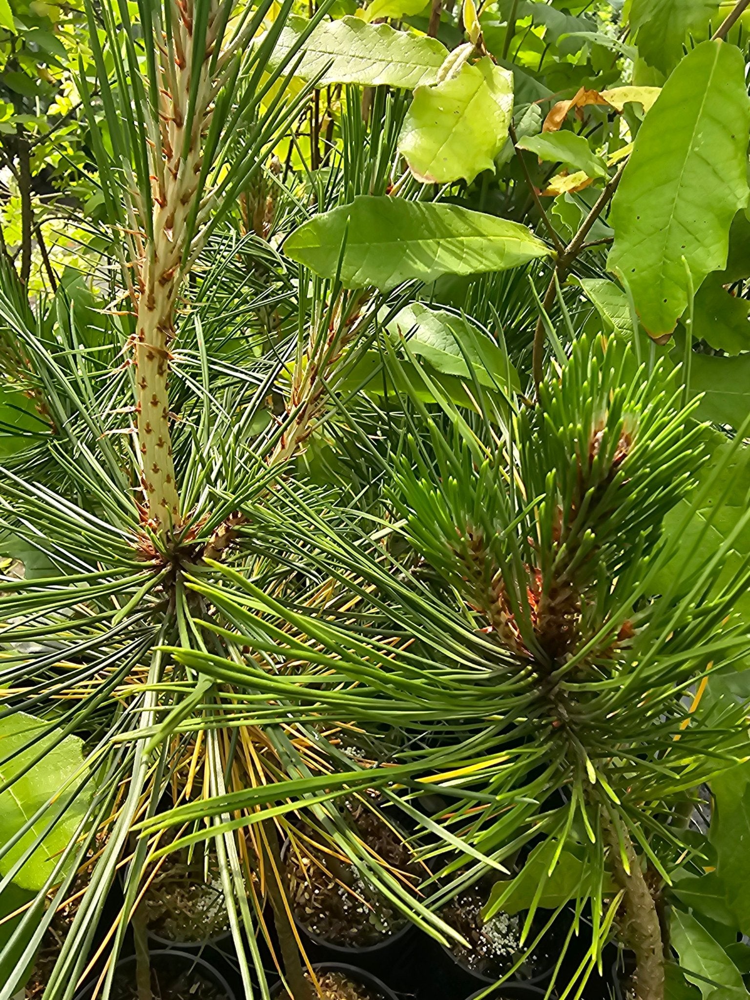 Pinus heldreichii - Herrenkamper Gärten - Pflanzenraritäten