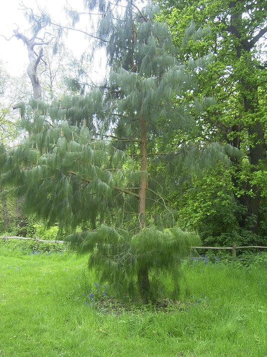 Pinus patula - Herrenkamper Gärten - Pflanzenraritäten