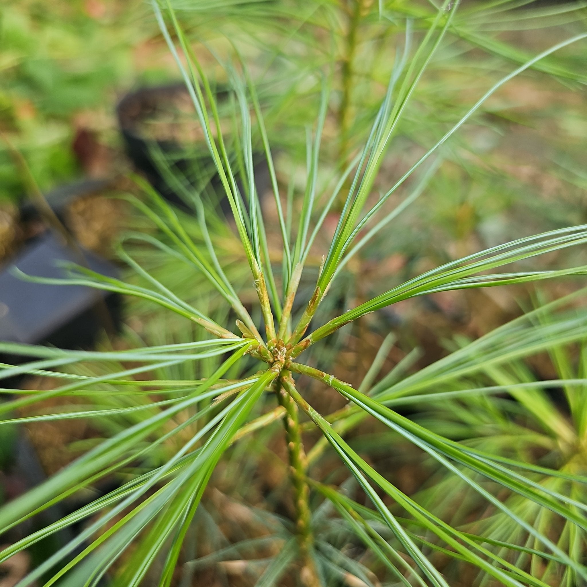 Pinus roxburghii - Herrenkamper Gärten - Pflanzenraritäten