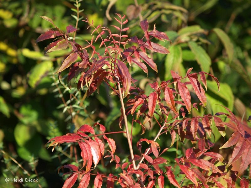 Pistacia chinensis - Herrenkamper Gärten - Pflanzenraritäten